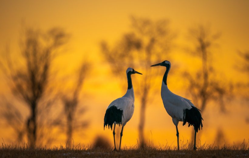 Bwindi Encounter: A 2-Day Safari Adventure