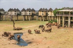 2-Day Safari in Taita Hills from Mombasa